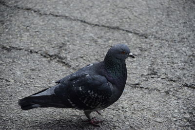 High angle view of pigeon perching on ground