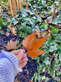 High angle view of maple leaves on plant during autumn