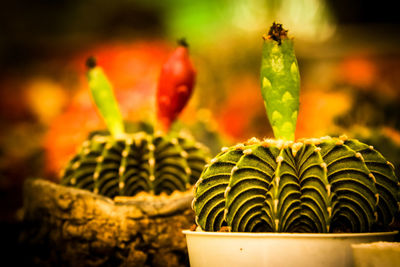 Close-up of potted plant