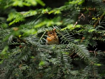 Close-up of bird perching on plant