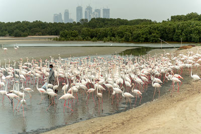 Flock of birds in lake