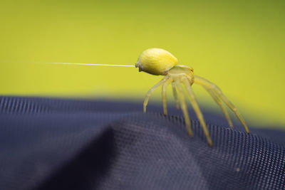 Close-up of spider