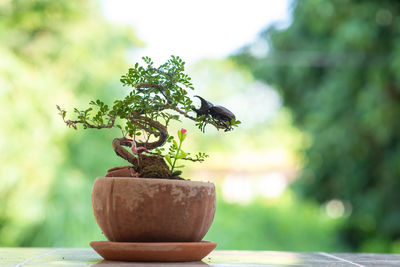 Close-up of potted plant on table