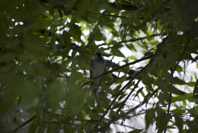 Low angle view of bird perching on tree