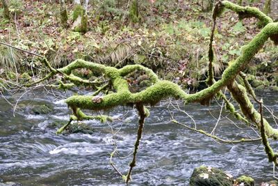 Close-up of moss growing on riverbank