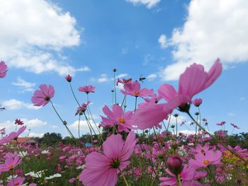 Close-up of pink flowering plants on field against sky