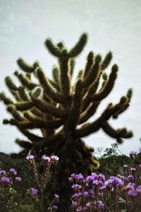 Close-up of pink flowering plant against sky