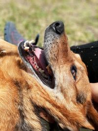 Close-up of a dog