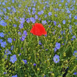 Close-up of red poppy flowers in field