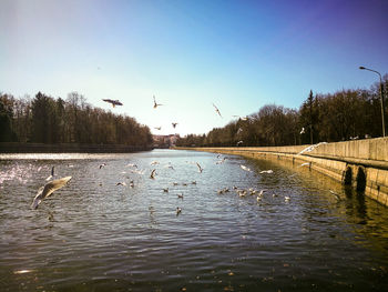 Birds flying over lake against clear sky