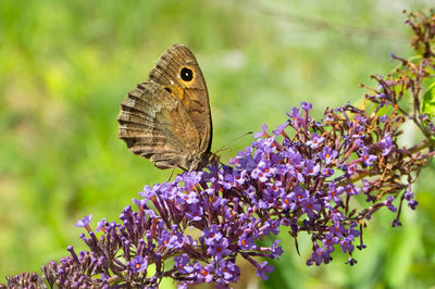 Close-up of butterfly pollinating on purple flower