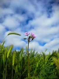 Plants growing on field against cloudy sky