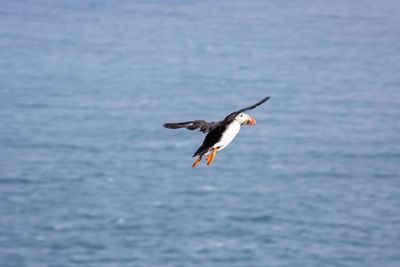 Seagull flying in the sea