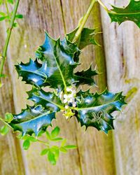 Close-up of plant growing on wood