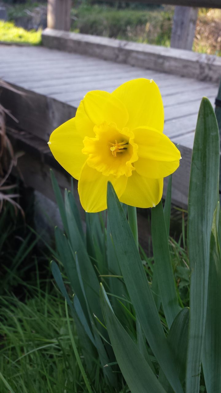 flower, petal, freshness, flower head, yellow, fragility, growth, single flower, close-up, beauty in nature, blooming, focus on foreground, plant, nature, pollen, in bloom, leaf, stamen, blossom, stem