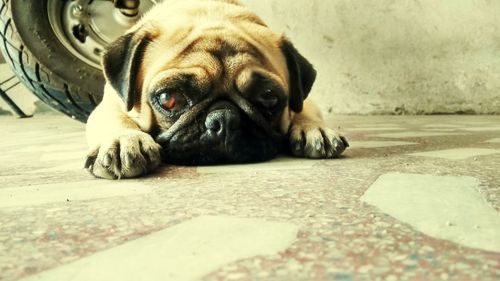 Close-up portrait of dog lying on floor