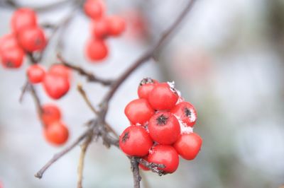 Close-up of red berries growing on tree