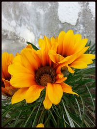 Close-up of yellow flower