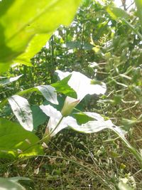 Close-up of leaves