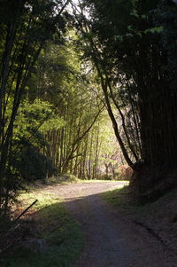 Empty road passing through forest