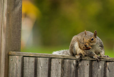 Close-up of squirrel on wooden fence