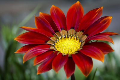 Close-up of red flower