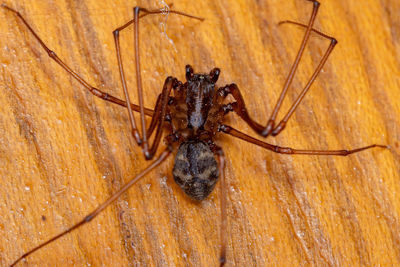 High angle view of spider on wood