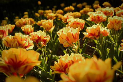 Close-up of yellow flowering plants