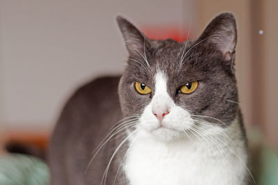 Grumpy, beautiful, white and grey female cat with orange eyes