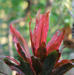 Backlit leaf pattern
close-up of red flowering plant