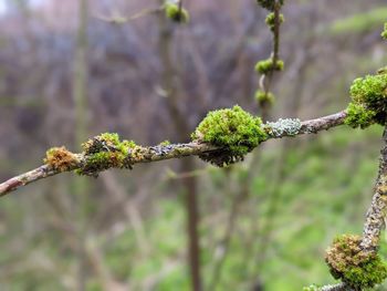 Close-up of plant