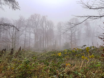 Plants and trees in forest during foggy weather