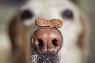 Close-up view of funny dog with biscuit. labrador retriever balancing treat on his snout.