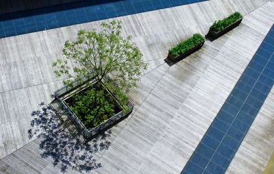 High angle view of tree growing on footpath