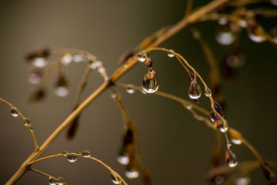 Close-up of water drops on plant