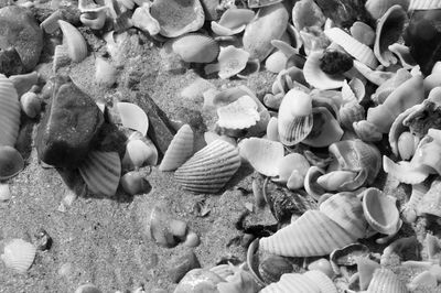 Close-up of leaves on beach