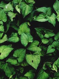 Full frame shot of green leaves