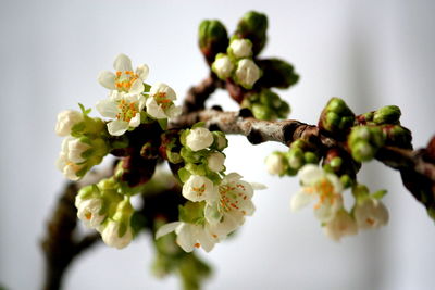 Close-up of white flowers