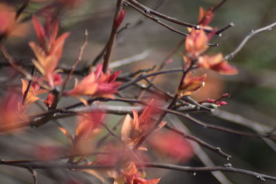 Close-up of red flowers on branch