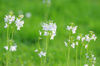 Close-up of white flowering plants on field