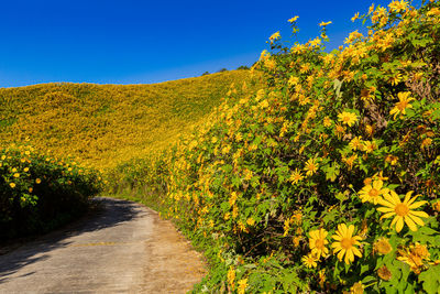 Scenic view of yellow flowering plants against clear sky