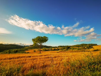Scenic view of trees on field against sky