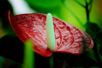 Close-up of red rose flower