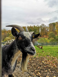 Hochsauerlandkreis goats in farm