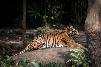 tiger