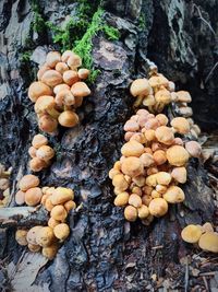 Close-up of mushrooms growing on tree trunk