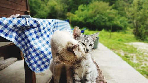 Close-up of cat sitting outdoors