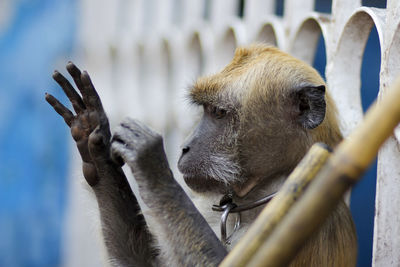 Close-up of monkey