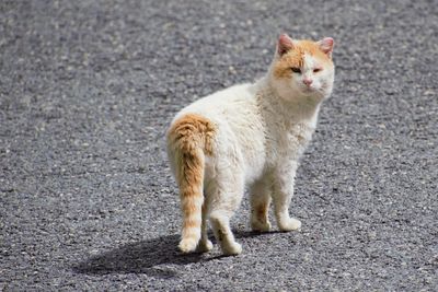 Full length of a cat on road