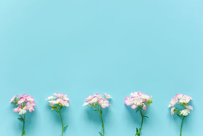 Close-up of pink flowering plants against clear blue sky